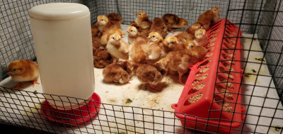 ChicksRIR.jpg