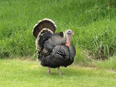 Turkey.jpg
