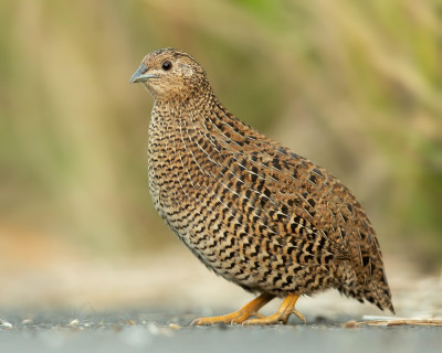 Quail.jpg