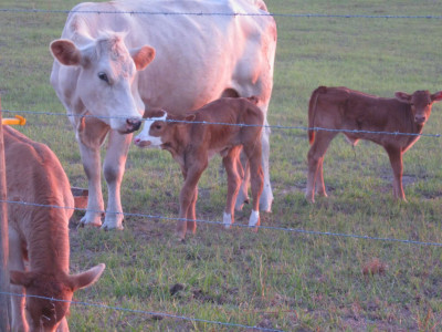 Cows.JPG