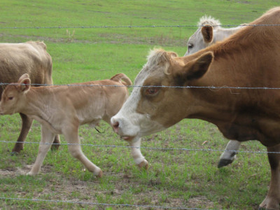 Cows2.JPG