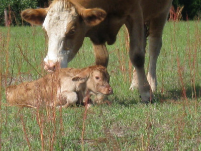 CowsNB.JPG