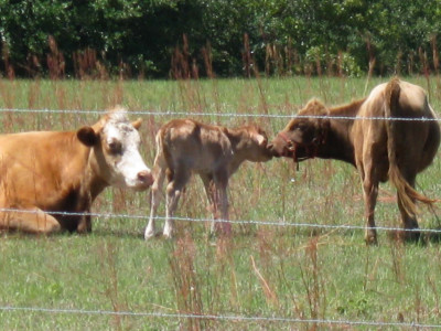 Cows5.JPG