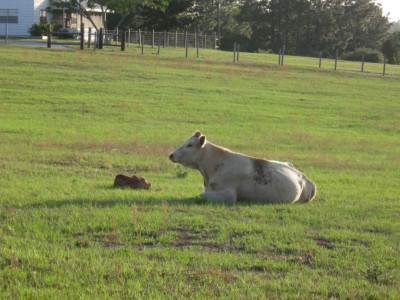 Cows4.JPG