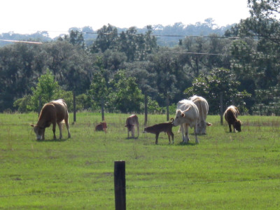 Cows3.JPG