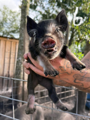 Pig.jpg