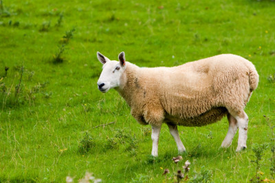 sheep.jpg