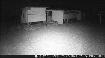 Coyote.jpg