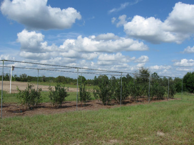 Blueberries.jpg