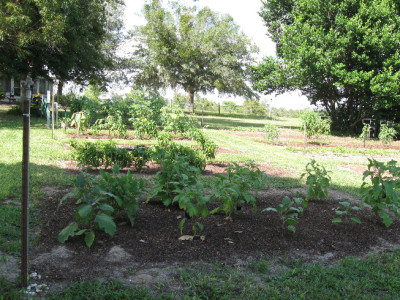 Tomatoes1.jpg