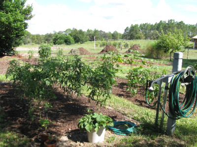 Tomatoes.jpg
