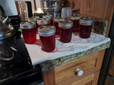 Jelly.jpg