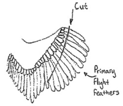 wing-clippingX.jpg