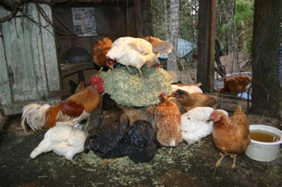 ChickensHay.jpg