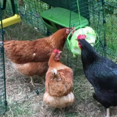 ChickenLettuce.jpeg