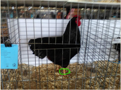 BirdLegBand.jpeg