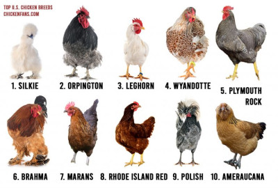 top10-most-popular-chicken-breeds-us-768x518.jpg
