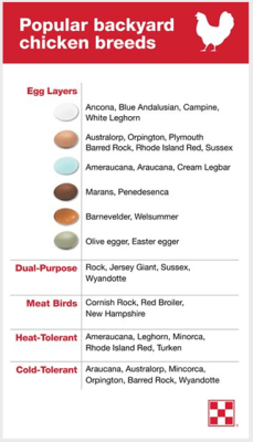 purina-popular-backyard-chicken-breeds.png