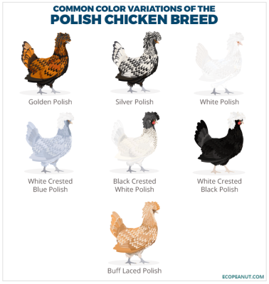 COMMON-COLOR-VARIATIONS-OF-THE-POLISH-CHICKEN-BREED.png