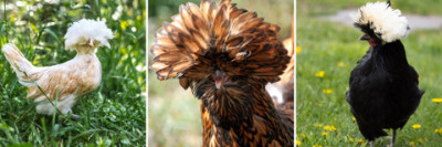 polish-chicken-breed_480x480.jpg