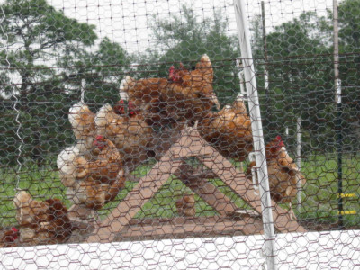 resizefile_ChickenLadder.JPG