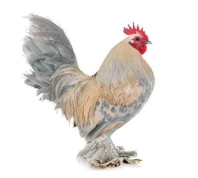 Booted Bantam.jpg