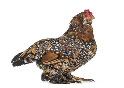 Belgian Bantam.jpg