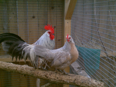 bantams.jpeg