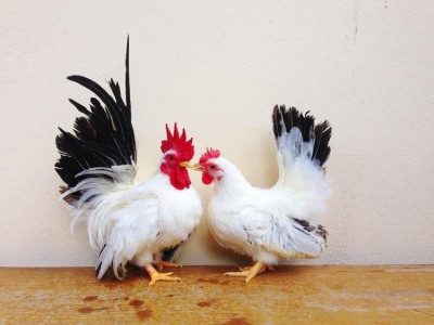 japanese-bantam.jpg