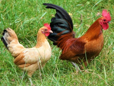 Nankin Bantam.jpeg