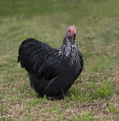 black-pekin-cochin-bantam.jpg