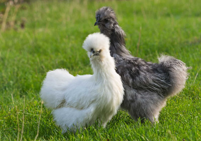 23053494_pair-of-silkie-chicken-on-a-blurred-green-background-2974039168.jpg