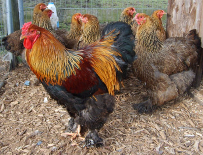 Brahma Bantam.jpeg