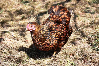 Wyandotte Bantam.jpg