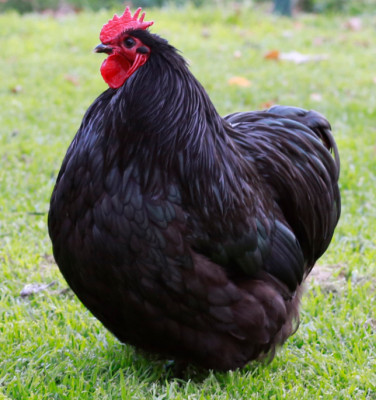 Orpington Bantam.jpeg