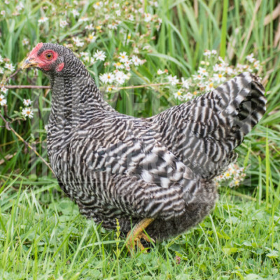 Plymouth Rock Bantam.jpeg