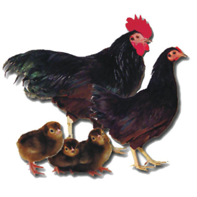 Rhode_Island_Red_Bantam.jpg