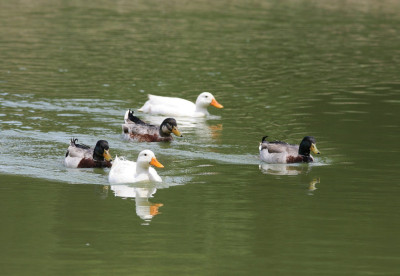 resizefile_group-of-swimming-ducks.jpg