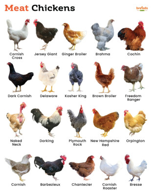 resizefile_Meat-Chickens.jpg