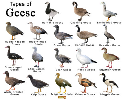 Types-of-Geese.jpg