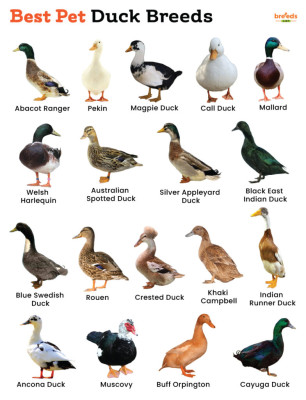 Best-Pet-Duck-Breeds-784x1024.jpg