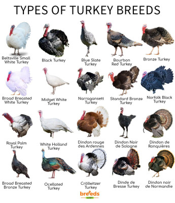 Types-of-Turkey-Breeds.jpg