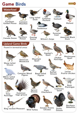Game-Birds-1376718698.jpg